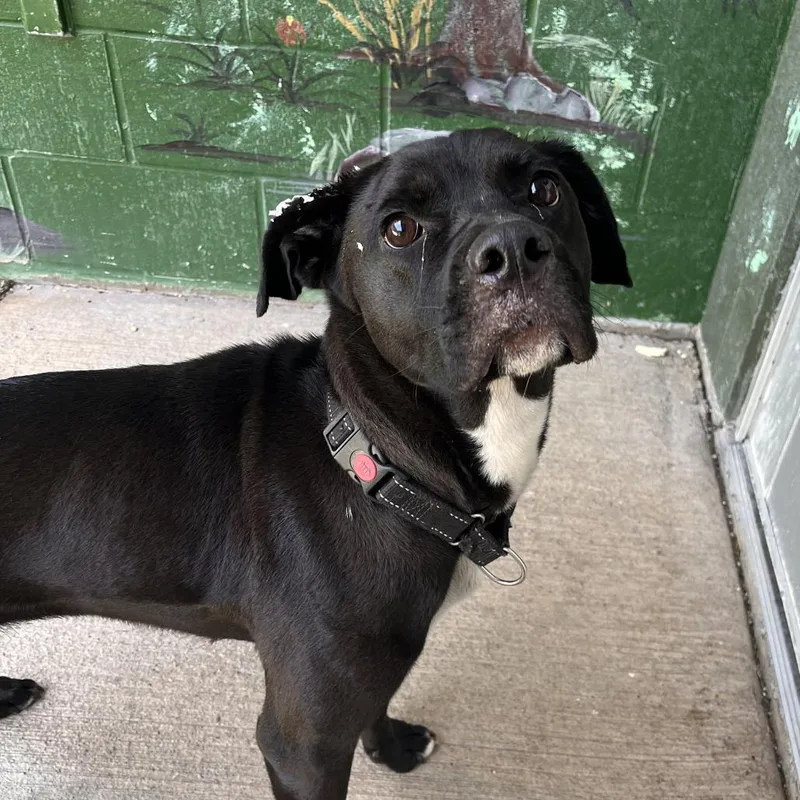 An adult medium-sized female Black Mixed Breed dog named Heaven for adoption in Fairport, NY