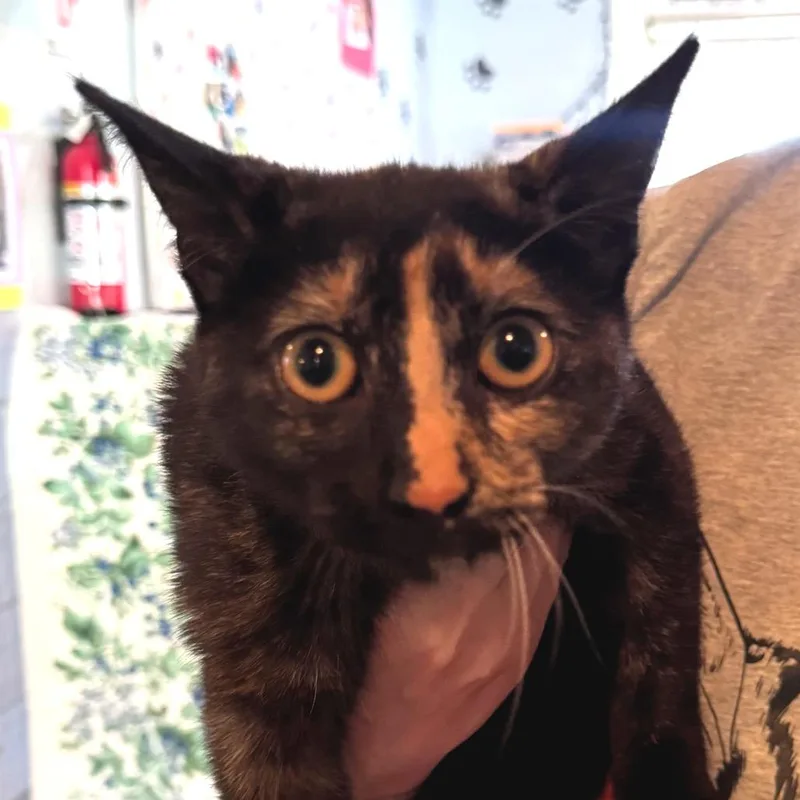 A young medium-sized female Torbie Domestic Short Hair cat named Kaleidoscope for adoption in Salisbury, MA