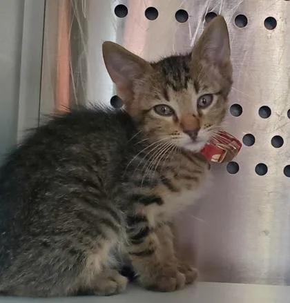 A young large-sized male Domestic Short Hair cat named Tiger for adoption in Kansas City, MO