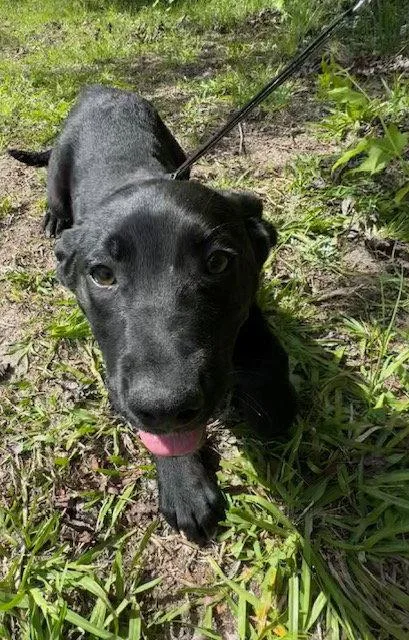 A young large-sized male Labrador Retriever dog named Carson for adoption in Tarrytown, GA