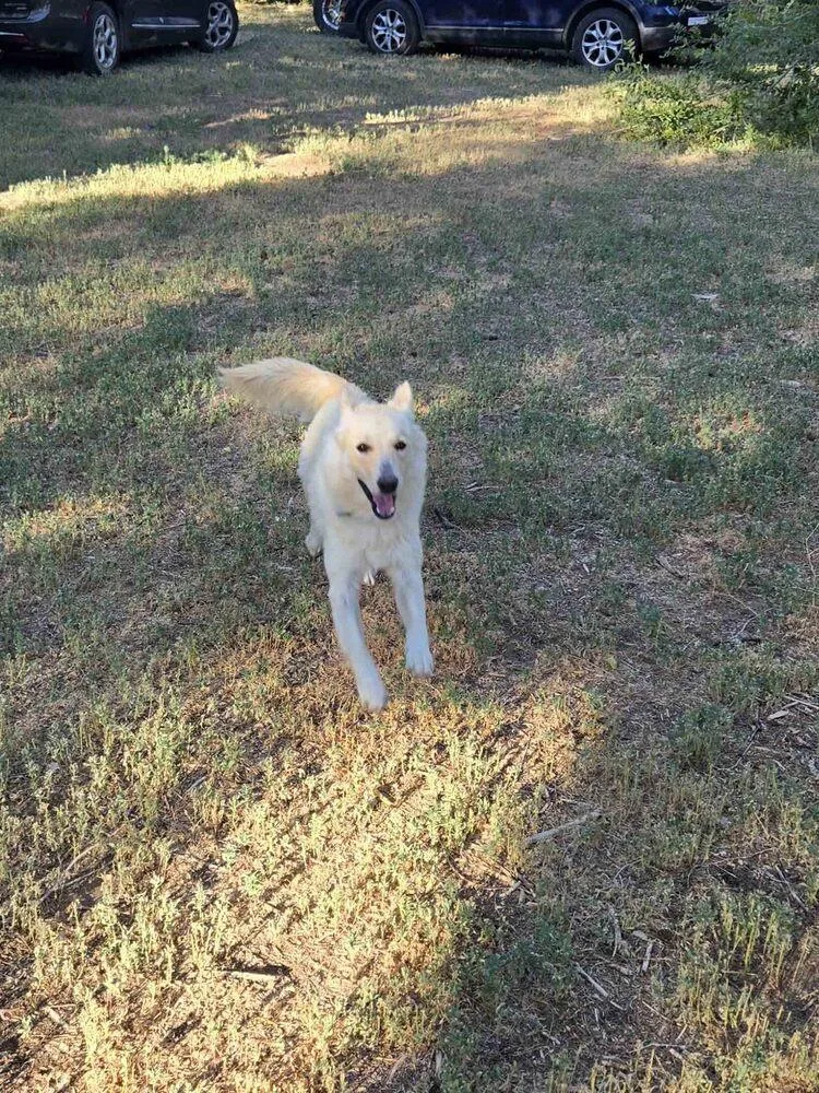 An adult medium-sized male Husky dog named Zeus for adoption in Thornton, CO