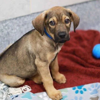 A baby small-sized male Black Shepherd dog named Clint for adoption in Atlanta, GA
