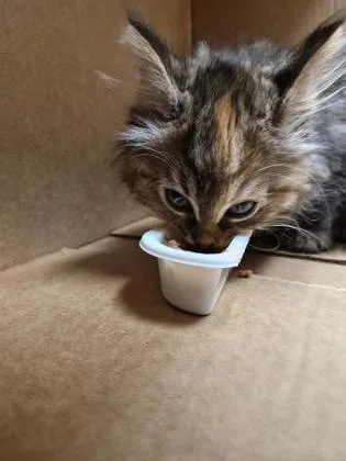 A baby small-sized female Domestic Short Hair cat named Harmonee for adoption in Westland, MI