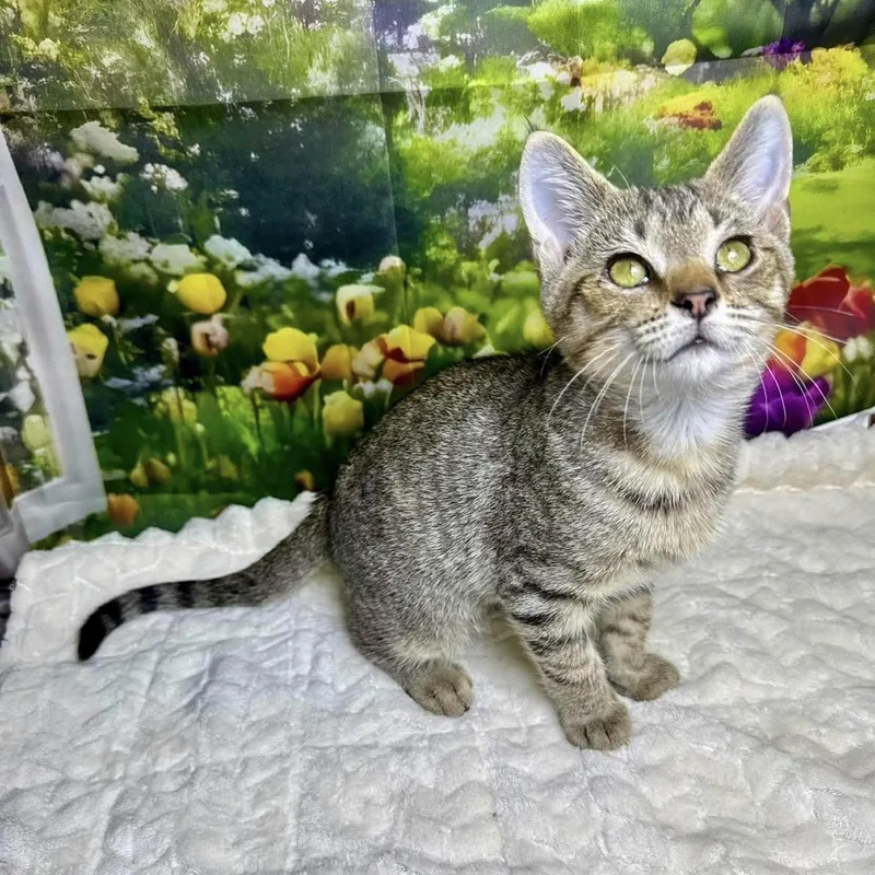 A baby medium-sized male Tabby (Brown / Chocolate) Tabby cat named Take for adoption in Greensburg, PA