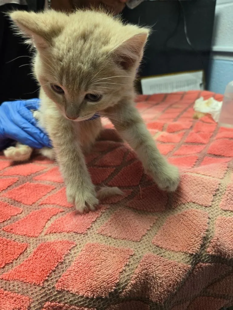 A baby large-sized male Domestic Short Hair cat named Mr Whiskers The Great for adoption in Detroit, MI