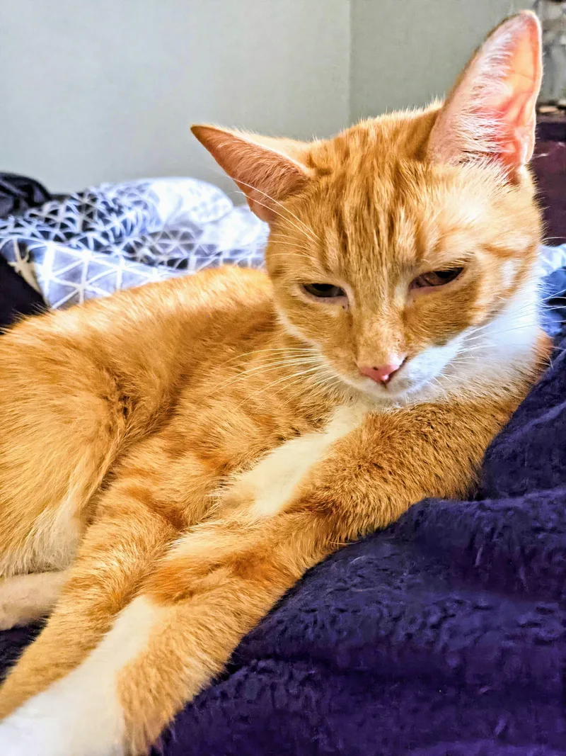 A baby medium-sized male Domestic Short Hair cat named Cain for adoption in Newton, NC
