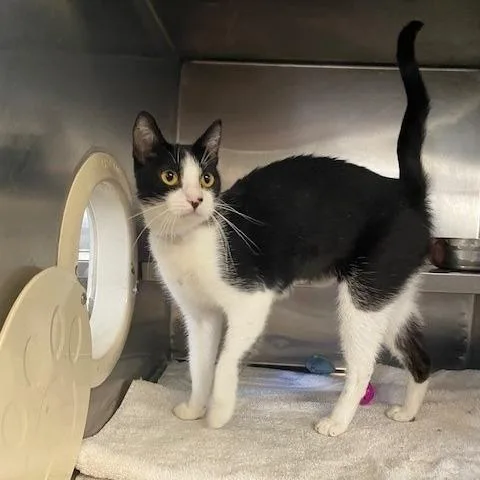 A young small-sized female Black Domestic Short Hair cat named Hanasima for adoption in Long Beach, CA