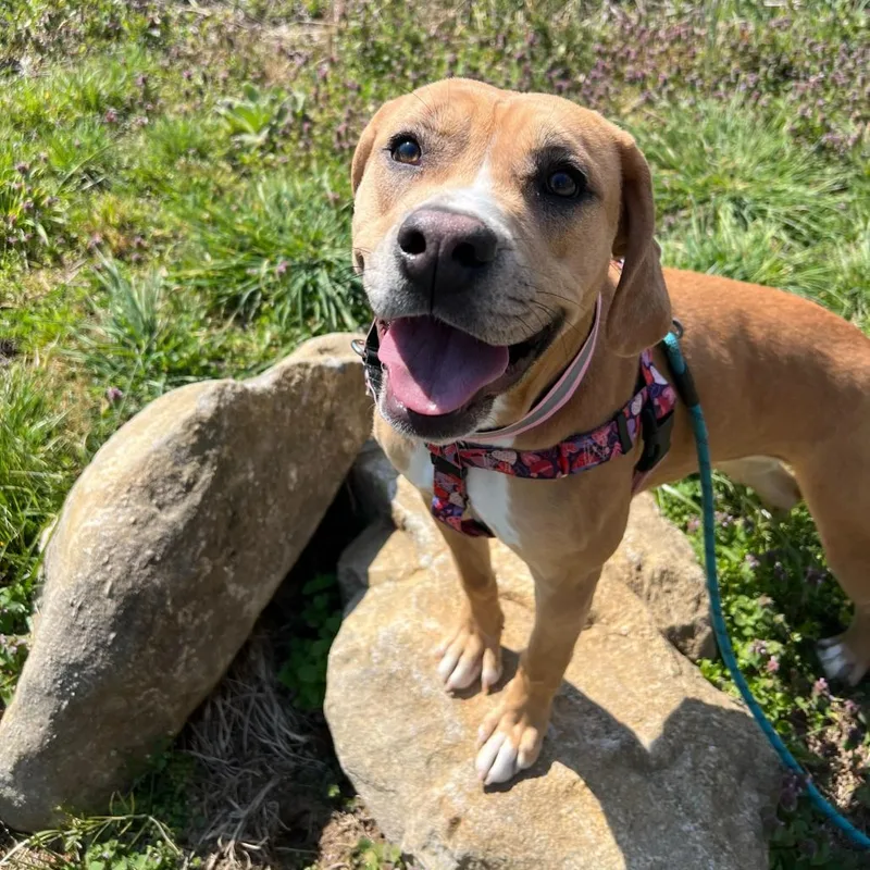 Little Debbie thumbnail 3