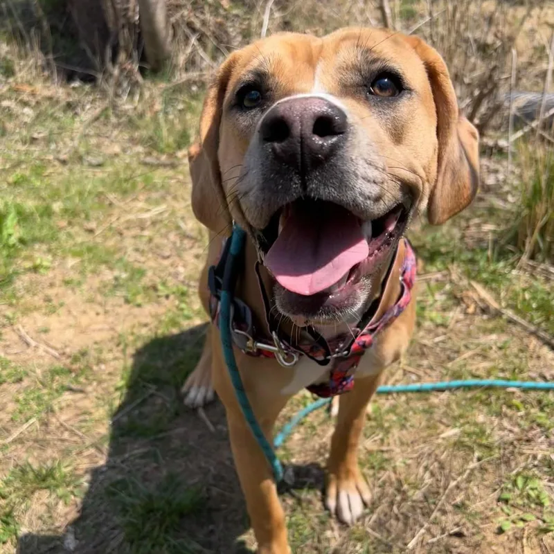 Little Debbie thumbnail 4