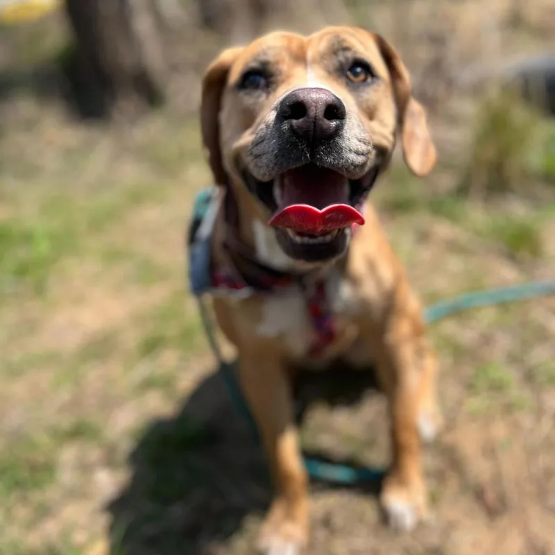 Little Debbie thumbnail 5