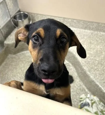 A baby medium-sized female Hound dog named Jolene for adoption in Washington, DC