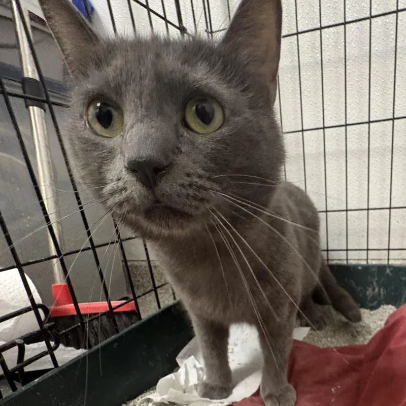 An adult large-sized male Gray / Blue / Silver Domestic Short Hair cat named Boops for adoption in Youngstown, OH