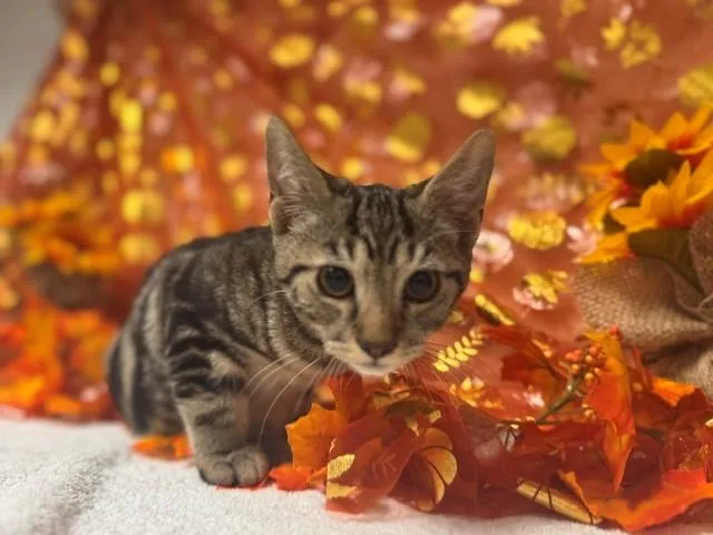A baby small-sized male Domestic Short Hair cat named Frankie for adoption in Fairfield, CA