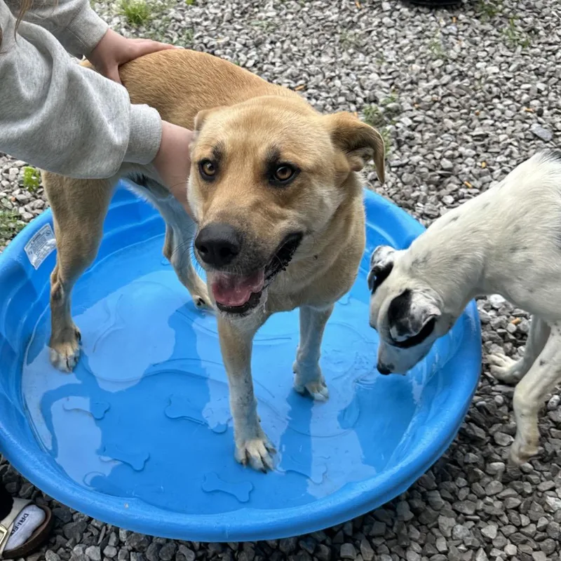 A young medium-sized male Yellow / Tan / Blond / Fawn Mixed Breed dog named Odin for adoption in Corbin, KY