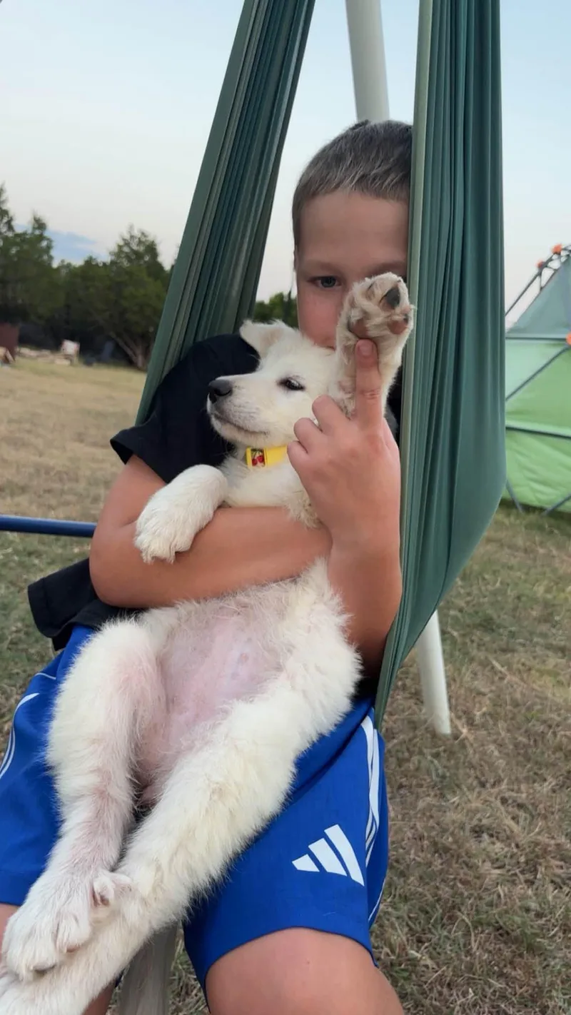 A baby large-sized female Great Pyrenees dog named Amora for adoption in Pflugerville, TX