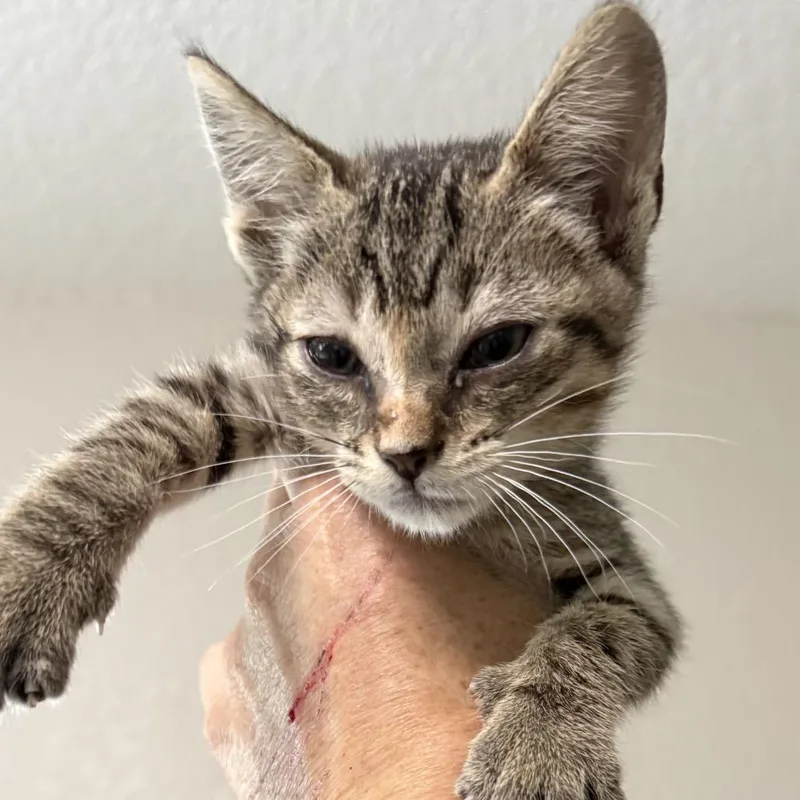 A baby small-sized female Buff / Tan / Fawn Domestic Short Hair cat named Hazel for adoption in San Diego, CA