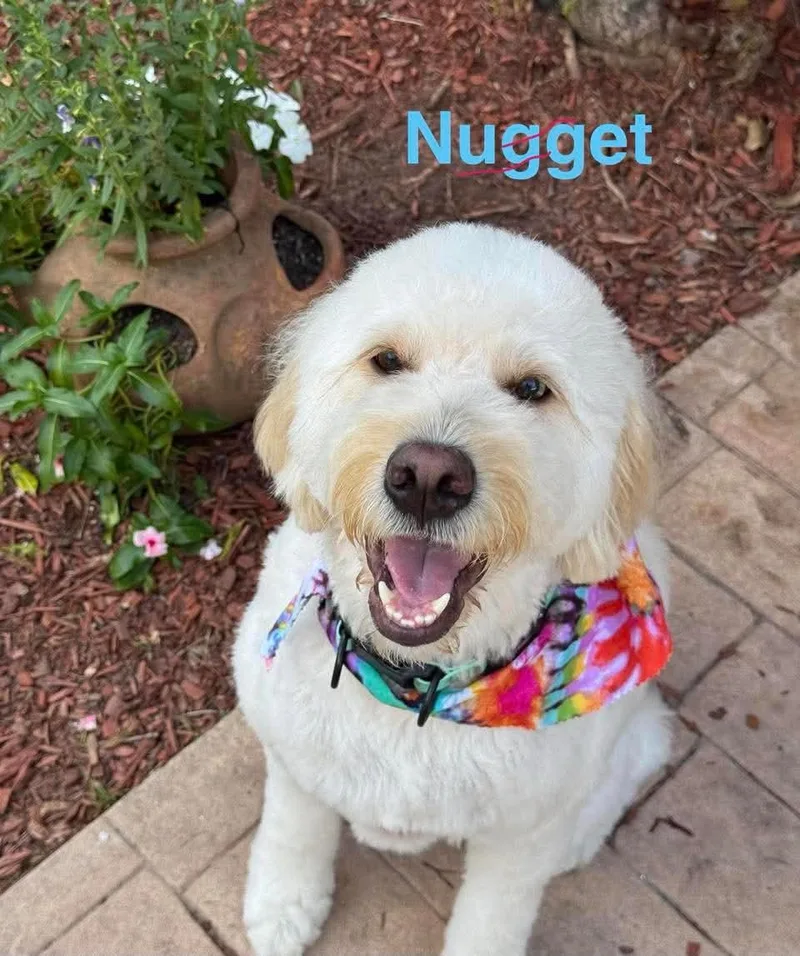 Nugget thumbnail 2