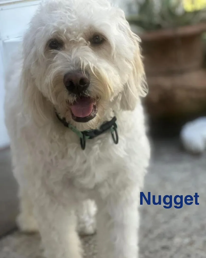 Nugget thumbnail 4
