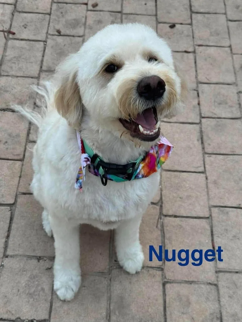 Nugget thumbnail 5
