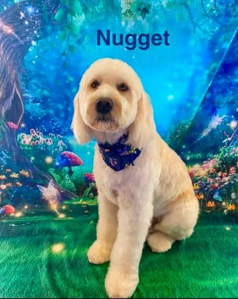 Nugget thumbnail 6