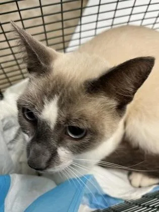 An adult medium-sized male Domestic Short Hair cat named Spud for adoption in Gainesville, FL