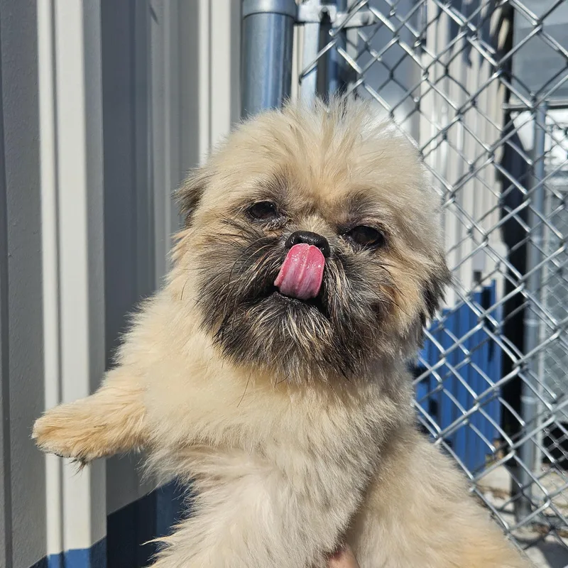 A young small-sized male Shih Tzu dog named Sammy for adoption in Kalamazoo, MI