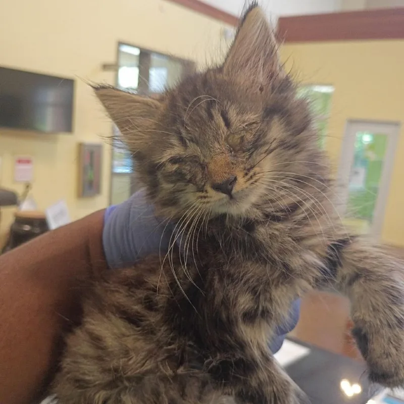 A baby small-sized female Gray / Blue / Silver Domestic Short Hair cat named Aldi for adoption in Lynchburg, VA
