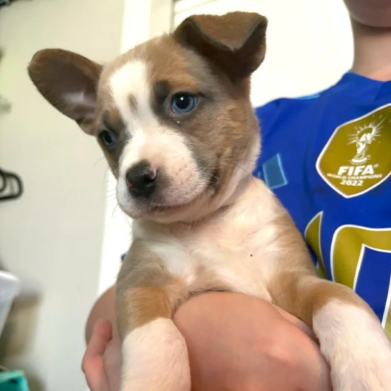 A baby small-sized female Yellow / Tan / Blond / Fawn Pit Bull Terrier dog named Poppi for adoption in Las Vegas, NV
