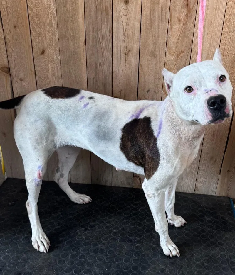 An adult medium-sized female Staffordshire Bull Terrier dog named Pumpkin for adoption in Missouri City, TX