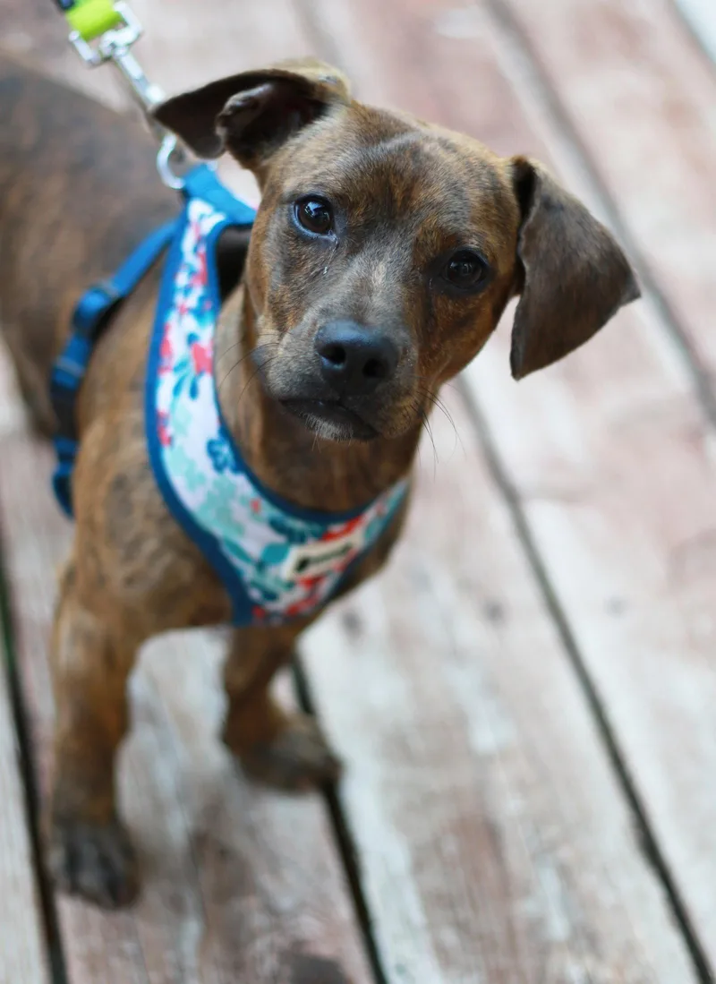 A young small-sized male Dachshund dog named Buddy for adoption in Mankato, MN
