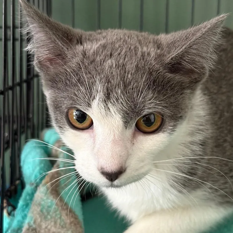 A baby small-sized female Gray / Blue / Silver Domestic Short Hair cat named Gracie for adoption in Johnstown, PA