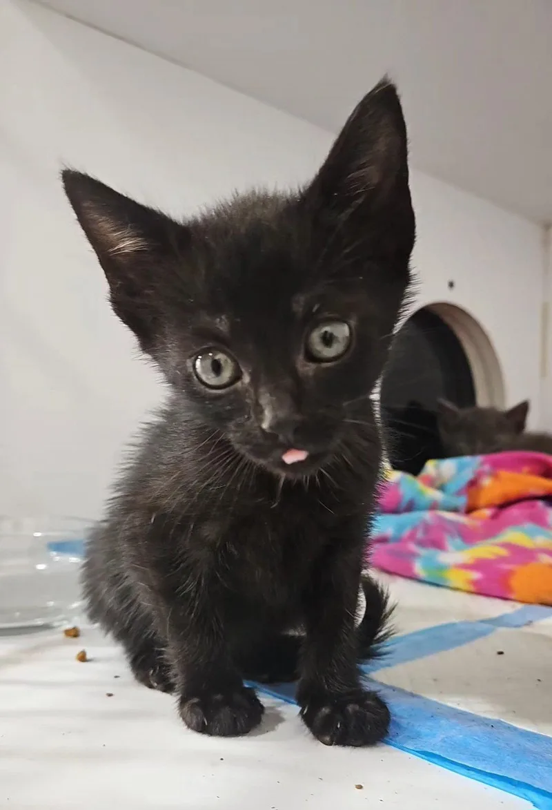 A baby medium-sized male Domestic Short Hair cat named Byte for adoption in Forest, VA