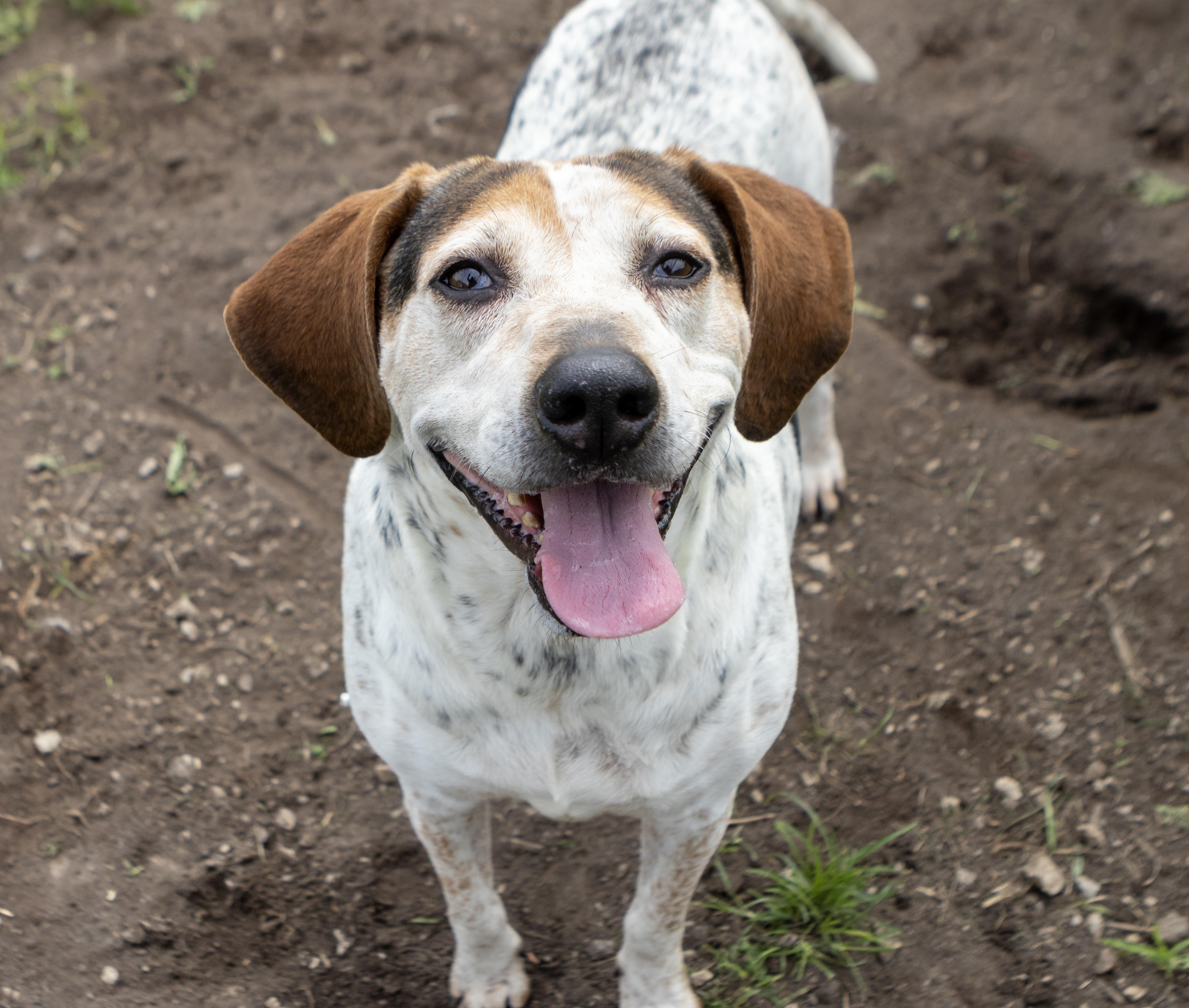 An adult medium-sized female Harlequin Bluetick Coonhound dog named Liza Jane for adoption in Dyer, IN