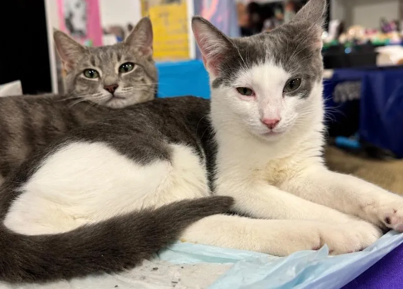 A baby medium-sized male Domestic Short Hair cat named Kharsen for adoption in Fort Lupton, CO