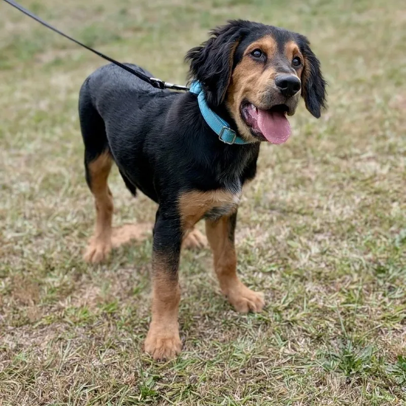 A baby large-sized male Black Bernese Mountain Dog dog named Atticus for adoption in Tyrone, GA