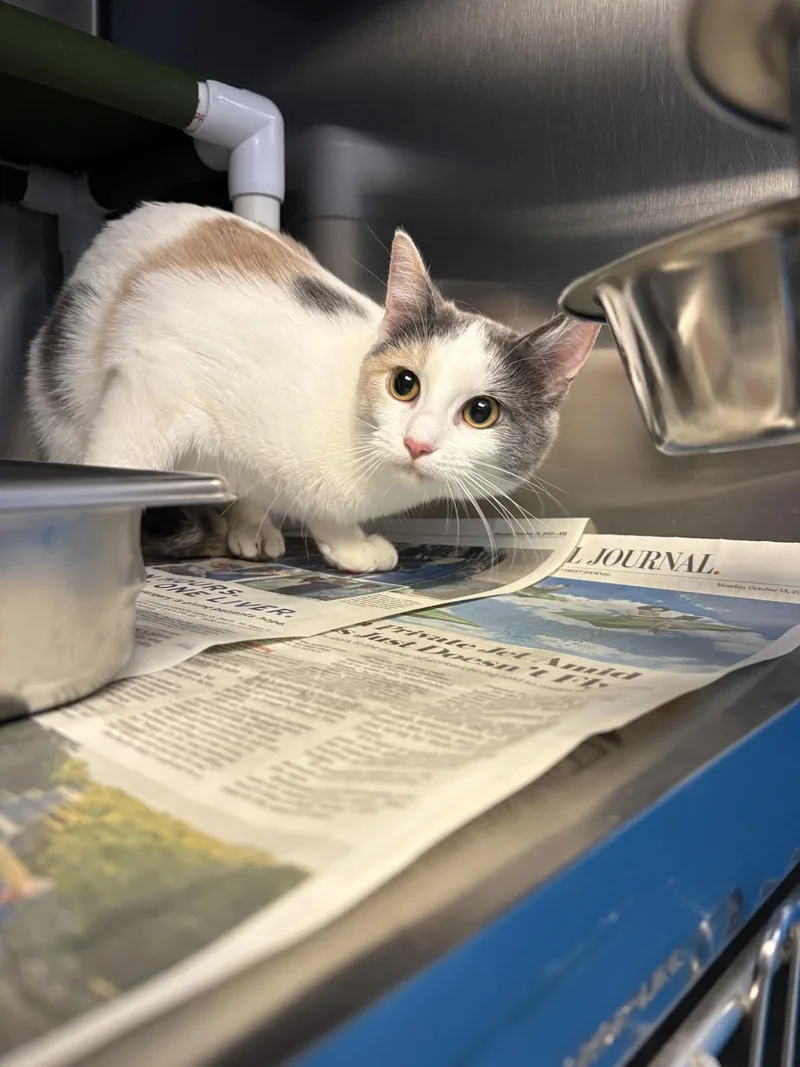 A young medium-sized female Domestic Short Hair cat named "smores for adoption in Leavenworth, KS