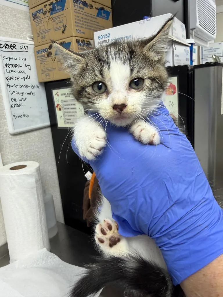 A baby medium-sized female Domestic Short Hair cat named Fire for adoption in Pomona, NY