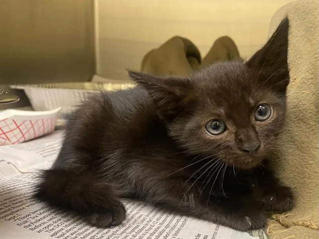 A baby small-sized female Domestic Short Hair cat named Violet for adoption in Tustin, CA