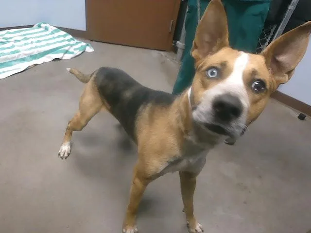 A young large-sized male German Shepherd Dog dog named Laguna for adoption in Phoenix, AZ