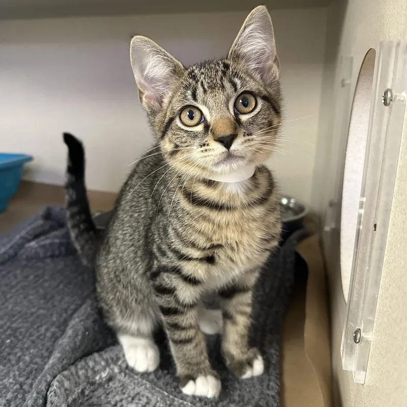 A baby small-sized male Brown / Chocolate Domestic Medium Hair cat named Taylor for adoption in Westhampton, NY