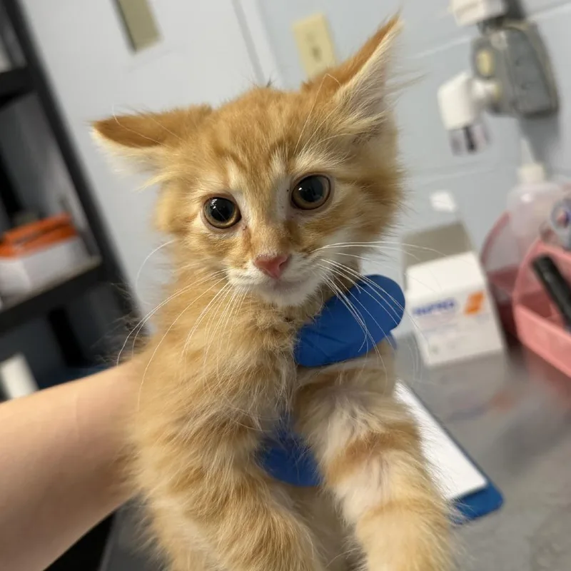 A baby small-sized male Orange / Red Domestic Medium Hair cat named Quarter for adoption in Indianapolis, IN
