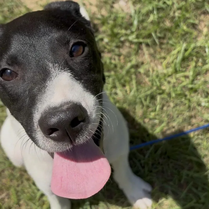 A baby medium-sized female White / Cream Mixed Breed dog named Vada for adoption in Cleveland, TX
