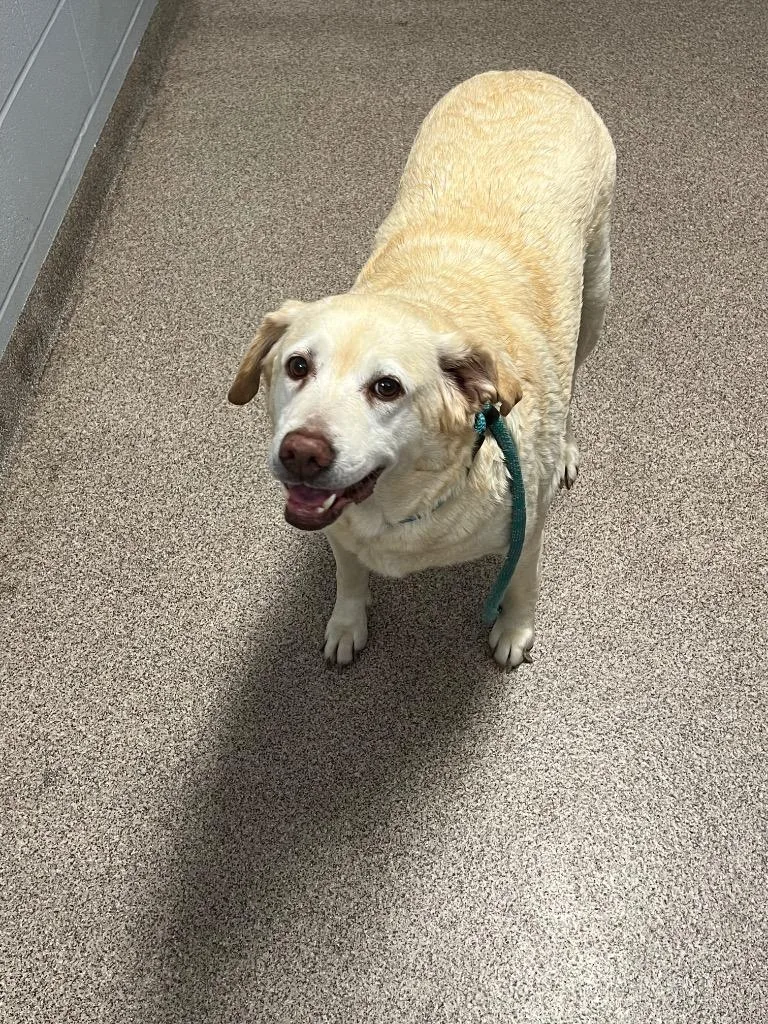 An adult medium-sized female Labrador Retriever dog named Thelma Bella for adoption in Troy, OH
