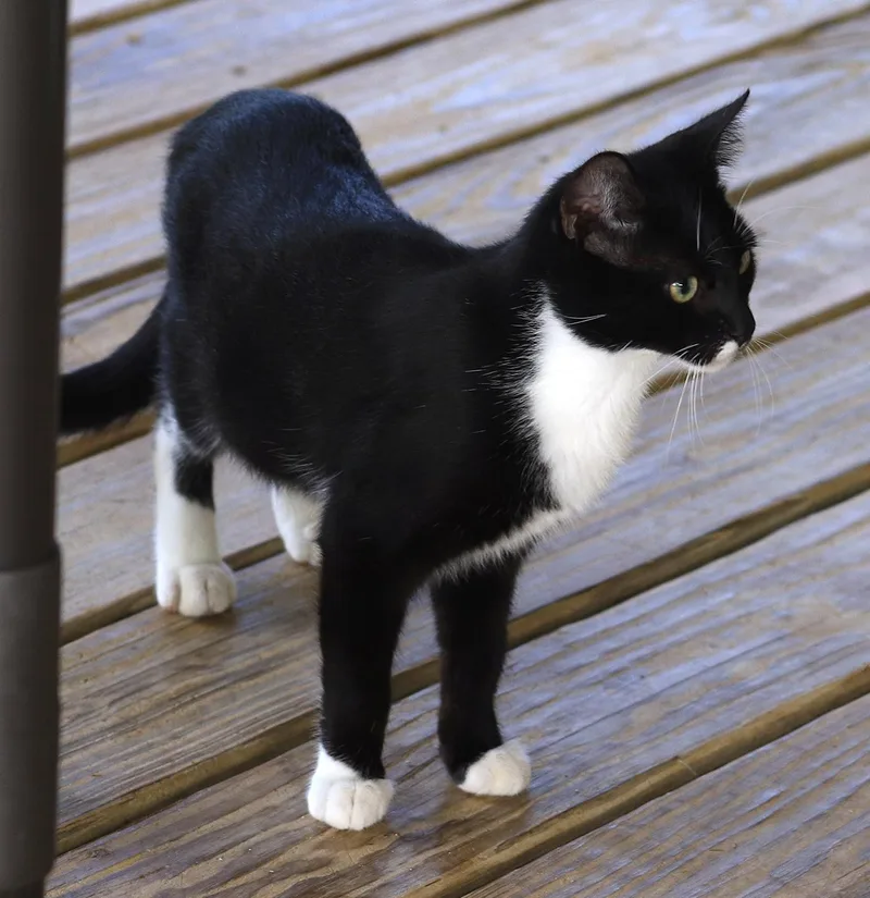 A baby medium-sized male Domestic Short Hair cat named Ryland for adoption in North Fort Myers, FL