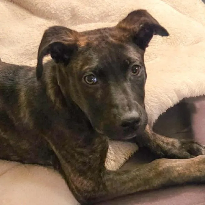 A baby medium-sized female Brindle Mixed Breed dog named Hazelle for adoption in Rensselaer, NY
