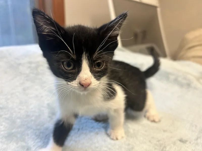 A baby medium-sized male Black & White / Tuxedo Tuxedo cat named Simon for adoption in Pasco, WA