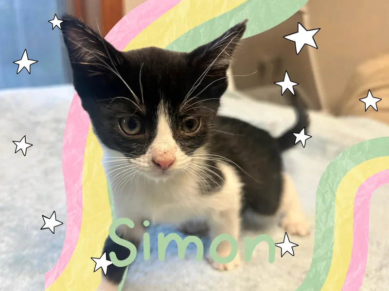 Simon thumbnail 2
