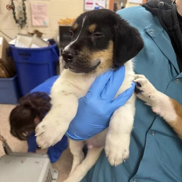 A baby small-sized male White / Cream German Shepherd Dog named Cauldron for adoption in Springfield, MA