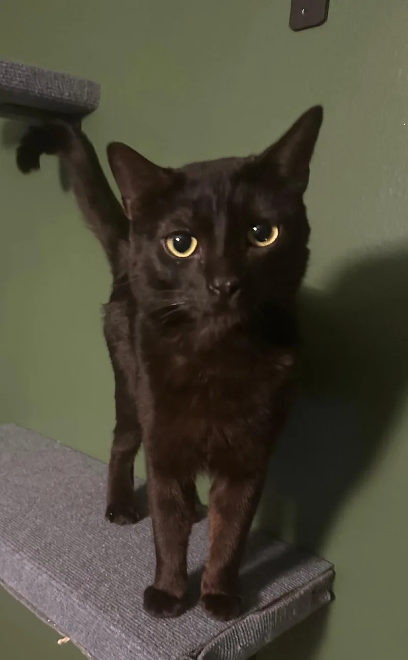 Diet Coke And Diet thumbnail 2