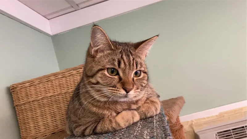 An adult medium-sized female Tabby (Buff / Tan / Fawn) Domestic Short Hair cat named Aylin for adoption in Battle Ground, IN